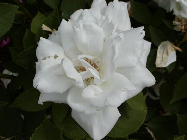 'Marguerite Guillard' rose photo