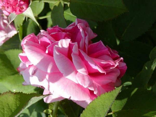 'Achille Gonod' rose photo