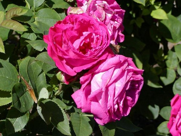 'Dupuy Jamain (Hybrid Perpetual, Jamain, 1868)' rose photo