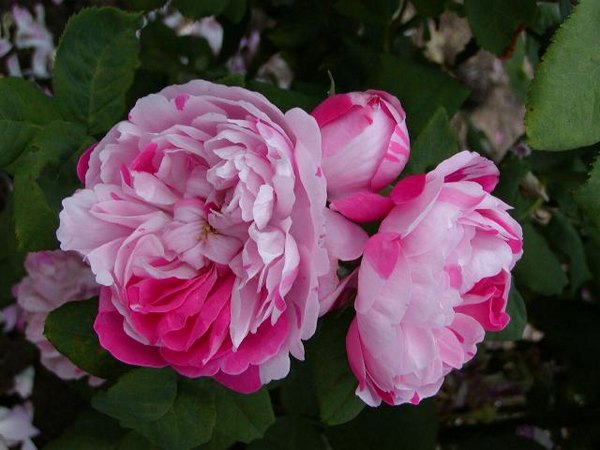 'Panachée d'Orléans ' Rose Photo