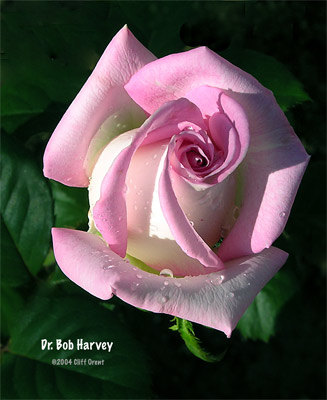 'Dr. Bob Harvey' rose photo