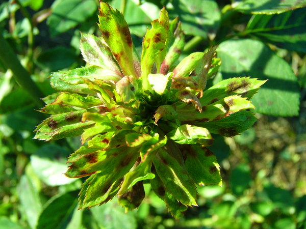 '<i>Rosa chinensis</i> f. <i>viridiflora </i> C.K.Schneid.' rose photo