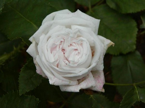 'Miss Ethel Richardson' rose photo