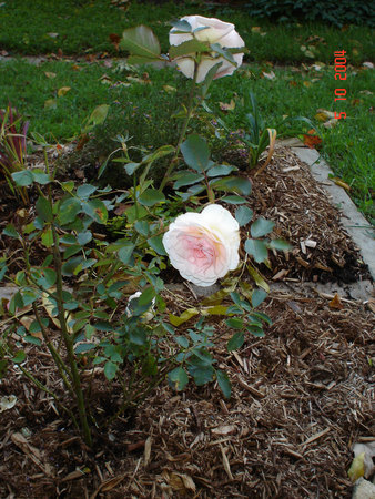 'Morden Blush' rose photo