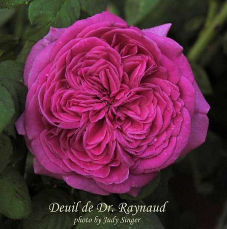 'Deuil de Dr. Reynaud' rose photo