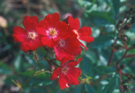 'Martha Lambert' rose photo