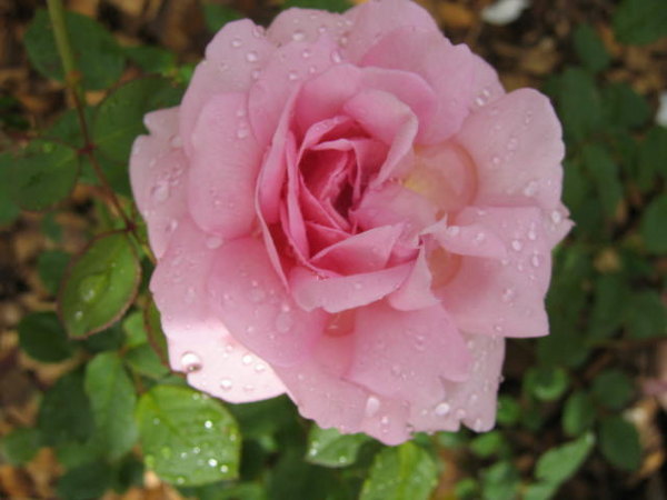 'Wife of Bath ®' rose photo