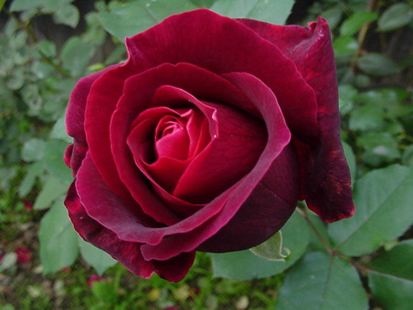 'Mr. Lincoln' rose photo