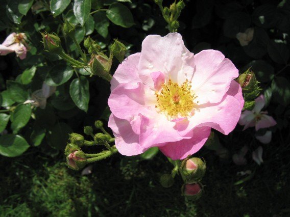 'Chantefleur ® (floribunda, Laperrière, 1971)' rose photo