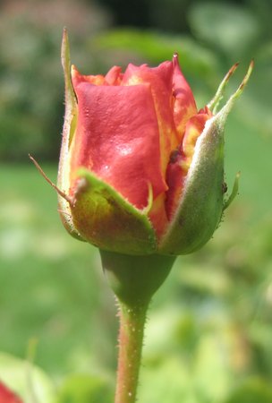 'Farinet (shrub, Adam, 1996)' rose photo