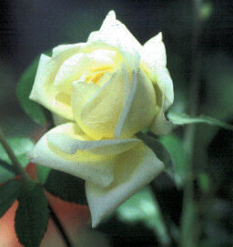 'Alexander Hill Gray (tea, Dickson 1909)' rose photo