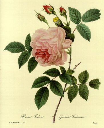 '<i>Rosa chinensis</i> Jacq.' rose photo