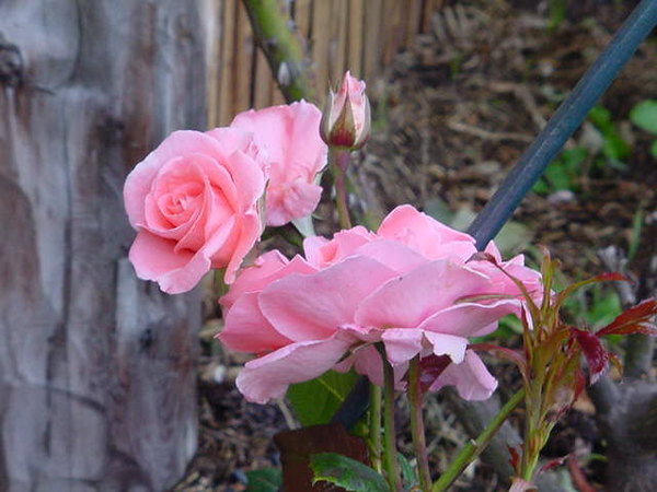 'Dearest (floribunda, Dickson before 1958)' rose photo