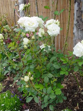 'White Spray ® (floribunda, LeGrice, 1968)' rose photo