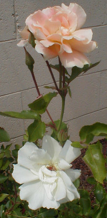 'Folksinger (Shrub, Buck, 1985)' rose photo