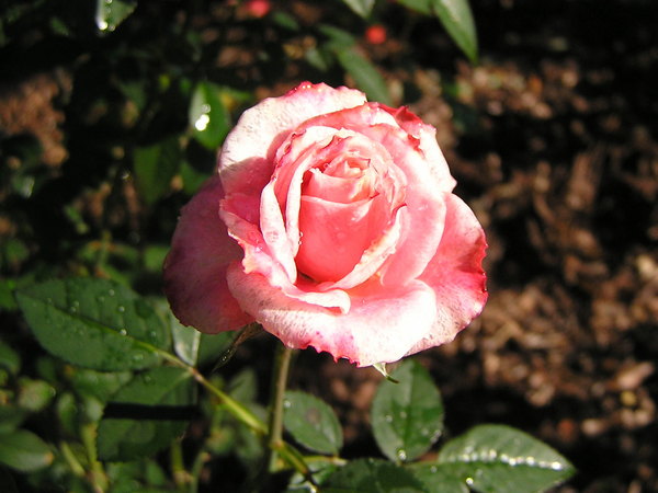 'Georgia Belle' rose photo