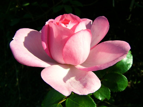'Centennaire de Lourdes' rose photo