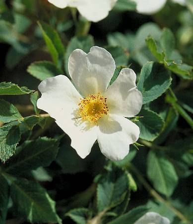 '<i>Rosa britzensis</i> Koehne' rose photo