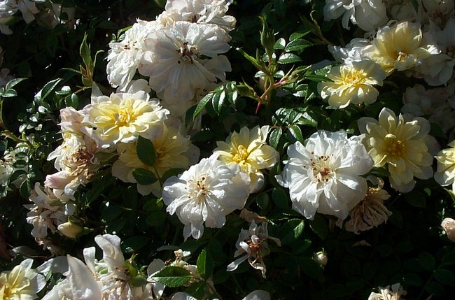 'Snow Carpet ®' rose photo