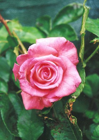 'Eternity (grandiflora, Twomey, 1991)' rose photo