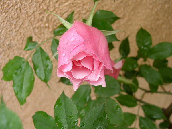 'Lijiang Rose' rose photo