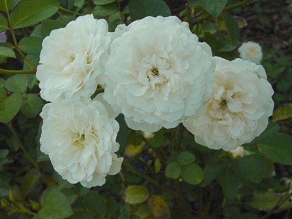 'Lullaby (polyantha, Shepherd, 1953)' rose photo
