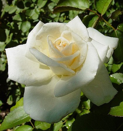 'Saratoga' rose photo