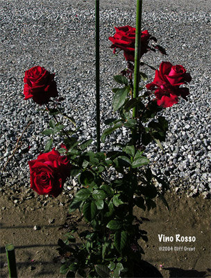 'Vino Rosso' rose photo