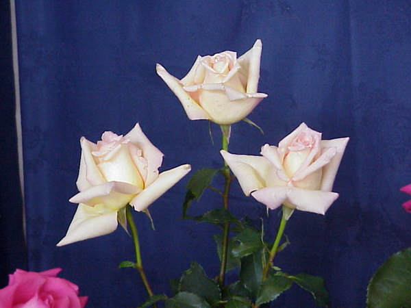 'Len Mace' rose photo