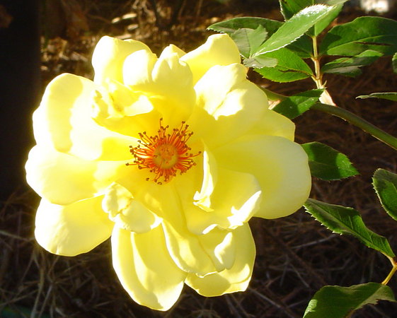 'Golden Showers' rose photo