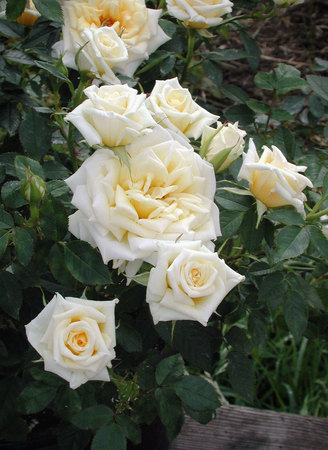 'ARDlinds' rose photo