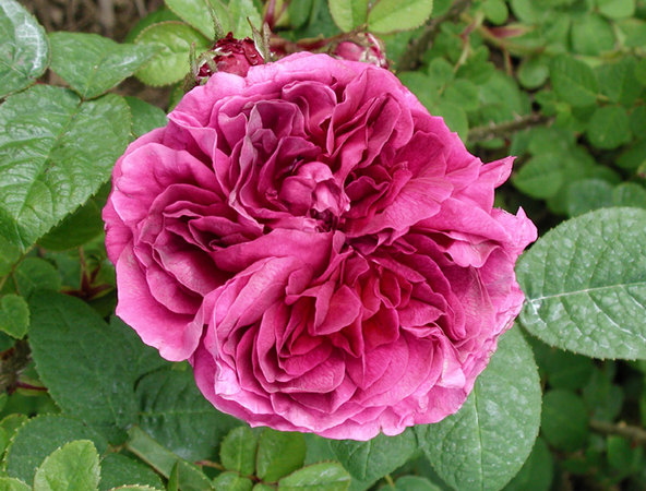 'ARDoliva' rose photo