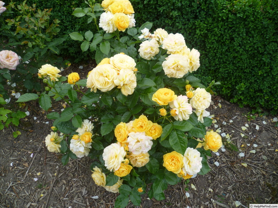 'Absolutely Fabulous' rose photo
