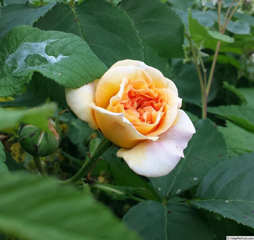 'Alchemist' rose photo