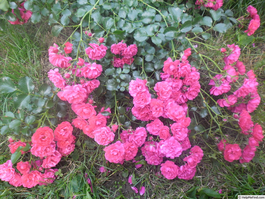 'Gärtnerfreude ® (floribunda, Kordes 1999)' rose photo