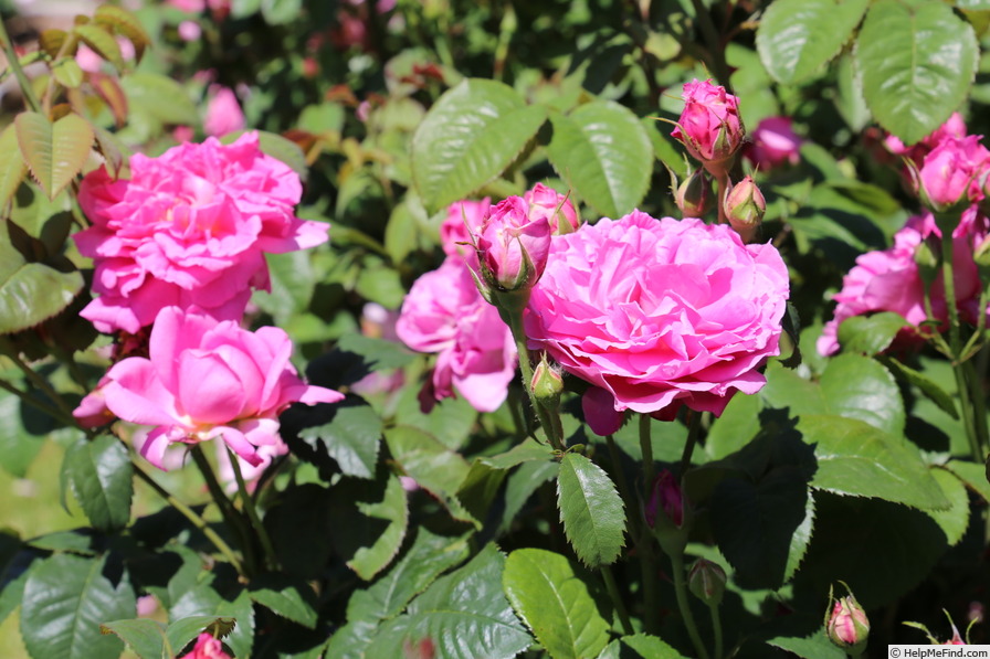 'Hilda Murrell ®' rose photo