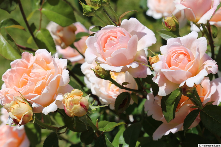 'Tamora ' Rose Photo