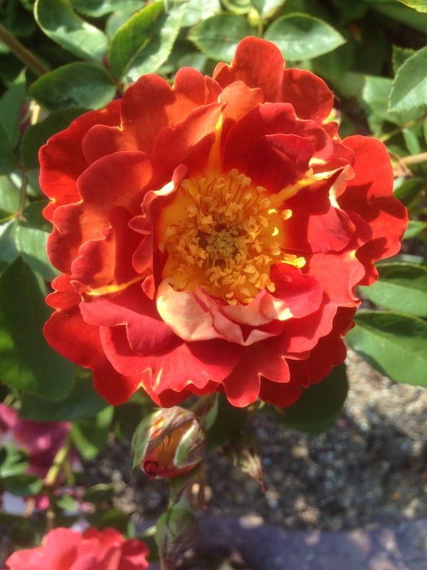 'Strange Brew' rose photo