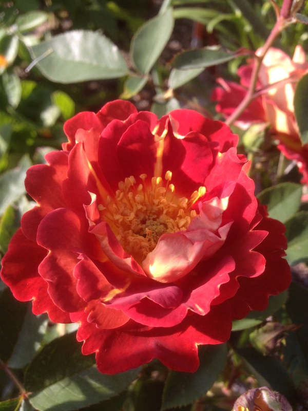 'Strange Brew' rose photo