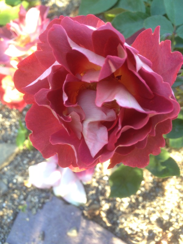 'Strange Brew' rose photo