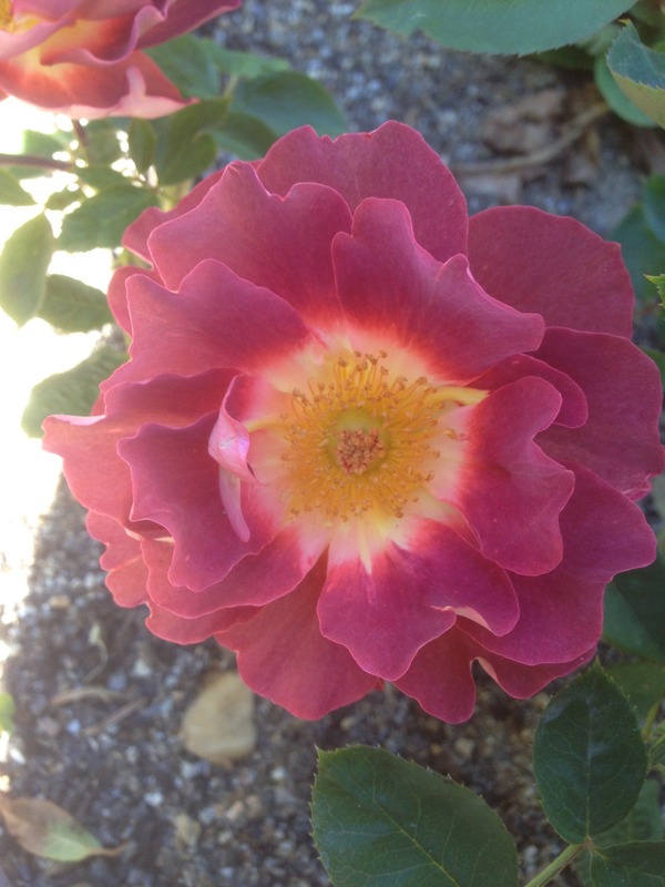 'Strange Brew' rose photo
