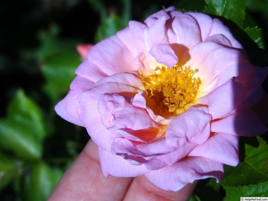 'Marie-Victorin' rose photo