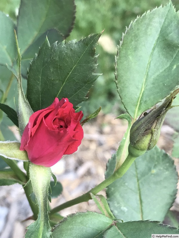 'Seedling 13-102' rose photo