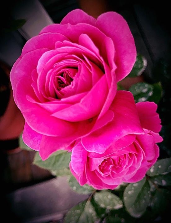 'Hector (shrub, Kimura, 2014)' rose photo