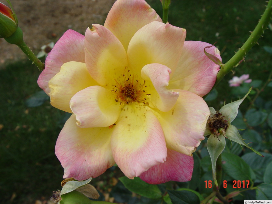 'Sutter's Gold (Hybrid Tea, Swim, 1946)' rose, click to enlarge 'Sutter's Gold (Hybrid Tea, Swim, 1946)' rose photo
