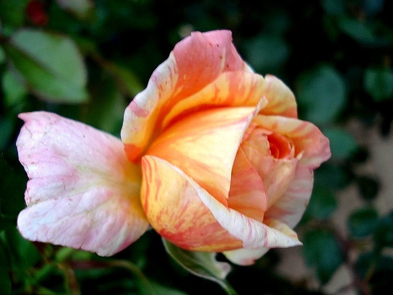 'La Rose  des Impressionnistes ®' rose photo