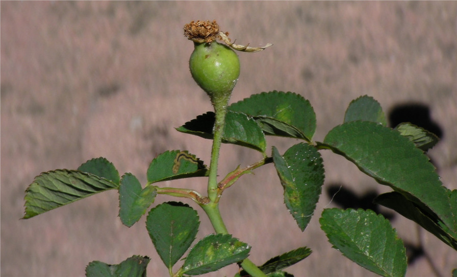 'ADXBW' rose photo