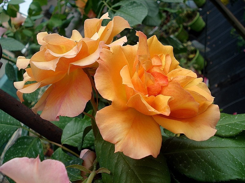 'Téquila ® (floribunda, Meilland, 2002)' rose photo
