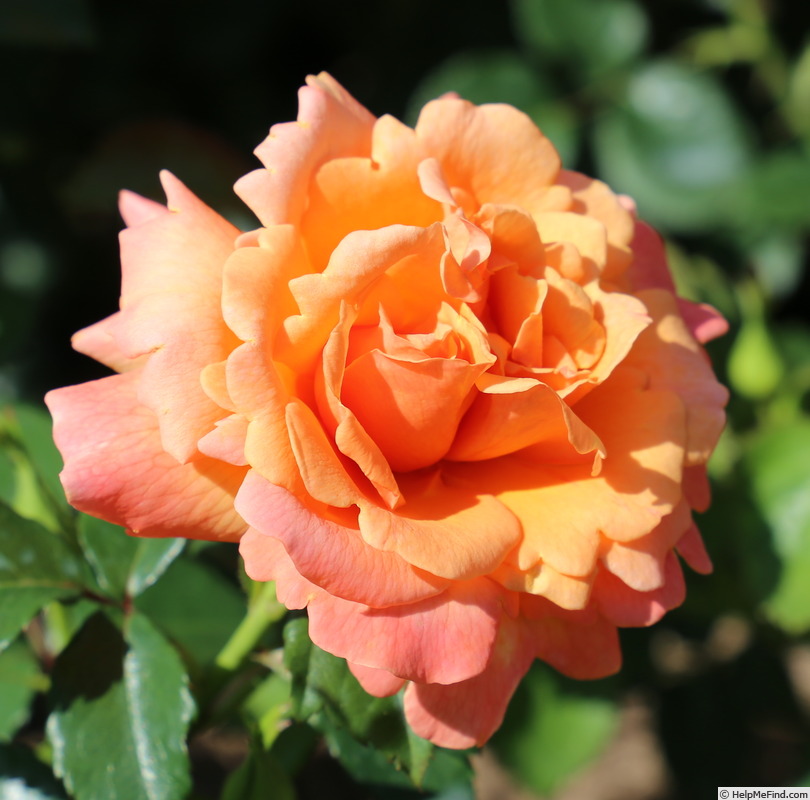 'Easy Does It ®' rose photo