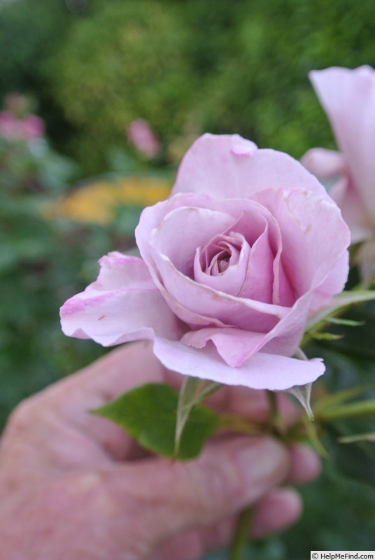 'Amy Donelan' rose photo